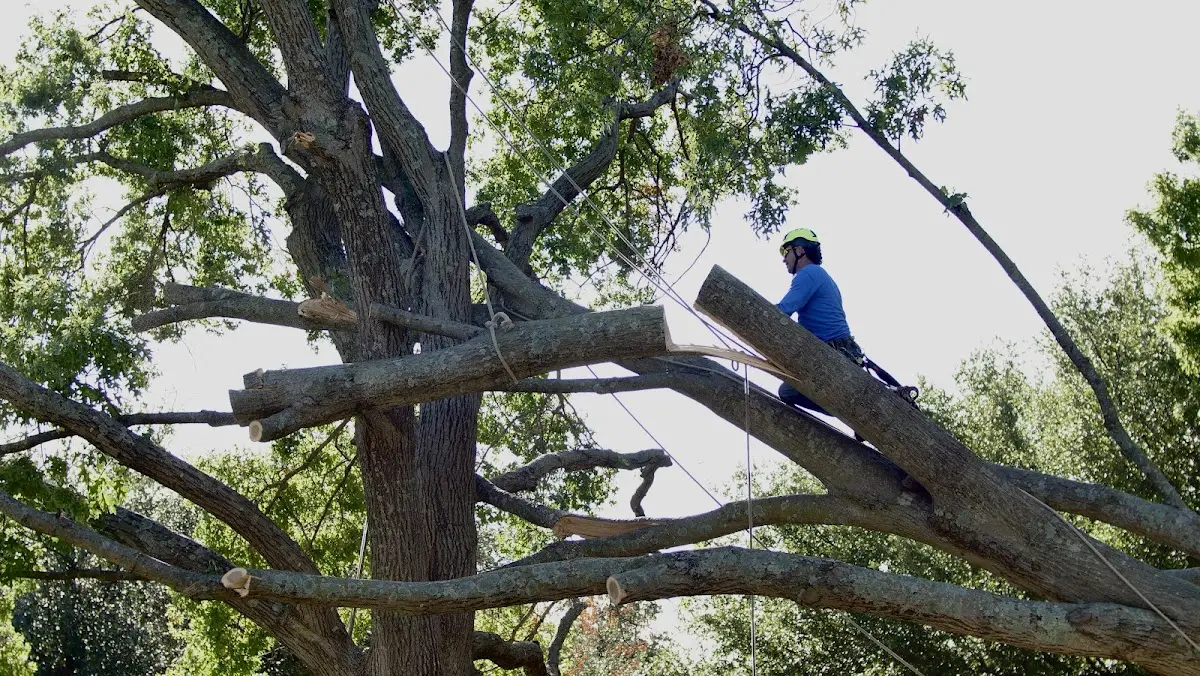 Professional Crown Thinning performed by certified arborists in Newfields